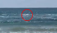 ইসরায়েলের হাদেরা উপকূলে সন্দেহভাজন হাঙরের হামলার পর নিখোঁজ ডুবুরি