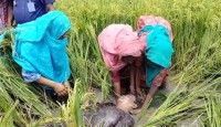 কালিহাতীতে ধানক্ষেত থেকে বৃদ্ধার কাঁদা মাখানো মরদেহ উদ্ধার