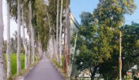 সরকার ঘোষণা করল ইউক্যালিপটাস ও আকাশমনি গাছের চারা রোপণ, উত্তোলন ও বিক্রয় নিষিদ্ধ